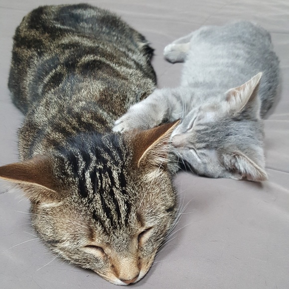 Meet your Posher, Nicole - Picture 6 of 6